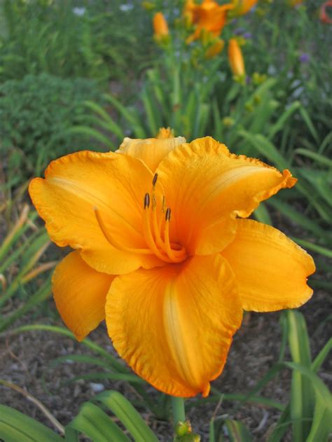 dior so stellaire vista|stella daylily varieties.